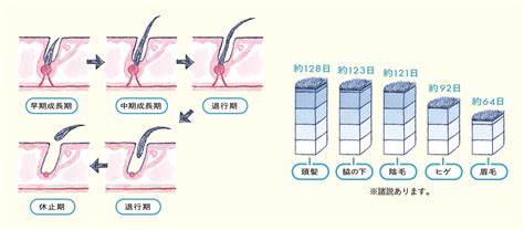 陰毛生長|タナー段階